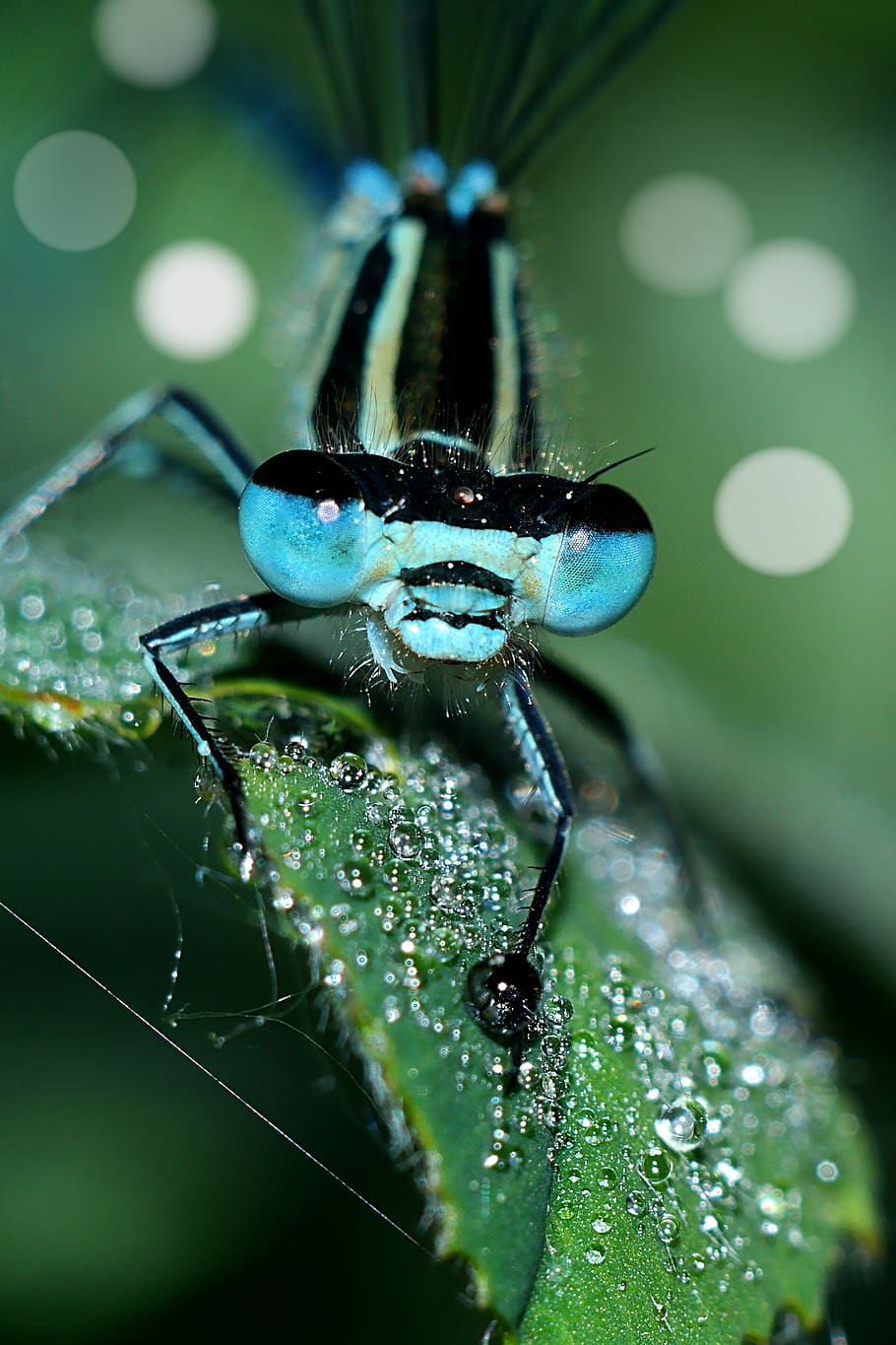 ważka, insect, macro, dragonflies, nature, invertebrate, animal themes, HD wallpaper