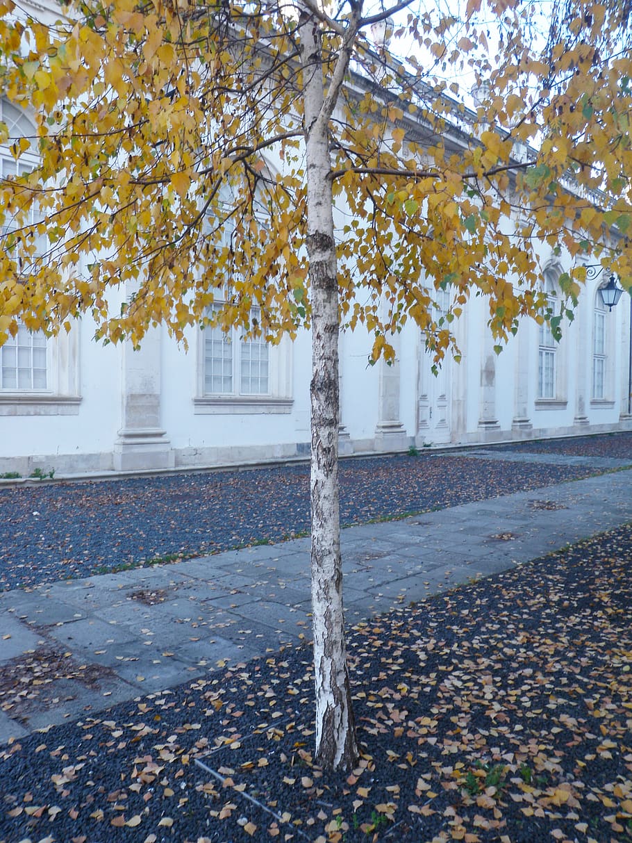 portugal, coimbra, outono, autumn, plant, tree, change, architecture, HD wallpaper