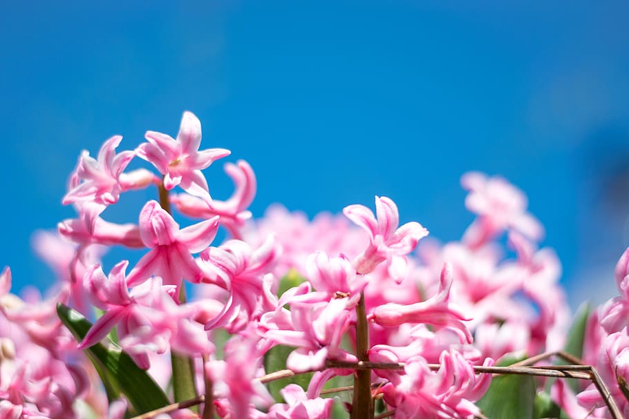 flowering plant, pink color, beauty in nature, fragility, vulnerability HD wallpaper