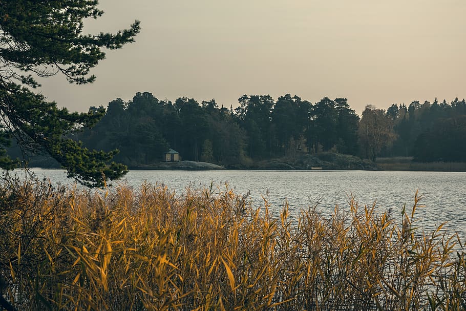 lake, cabin, reed, forest, trees, plant, tranquility, beauty in nature HD wallpaper