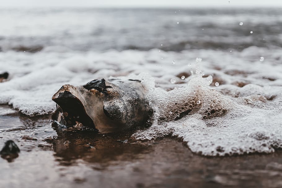 shell on beach sand, grey, rock, water, sea, outdoors, ocean HD wallpaper