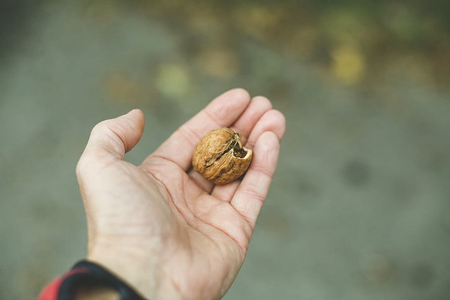 man holding brown nut, person, human, plant, vegetable, food HD wallpaper