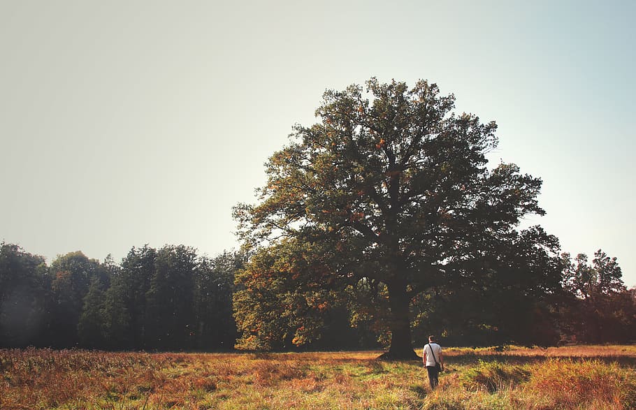 man standing on grass field facing tree, plant, human, person HD wallpaper