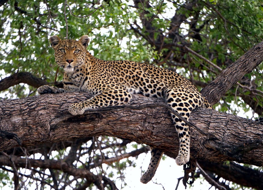 HD wallpaper: leopard, jaguar, animal, wildlife, panther, mammal
