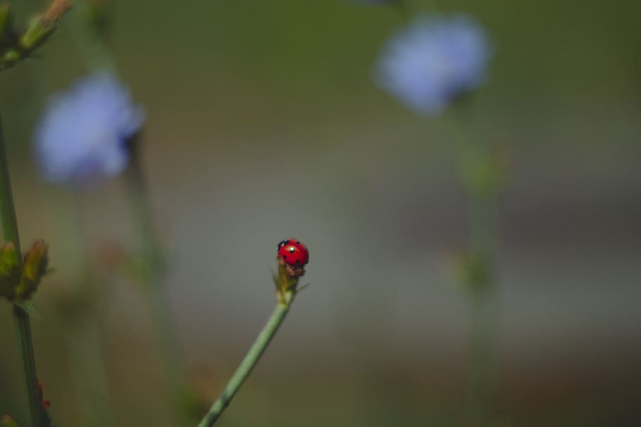 bug, flower, macro, bokeh, green, plant, red, ladybug, focus on foreground HD wallpaper