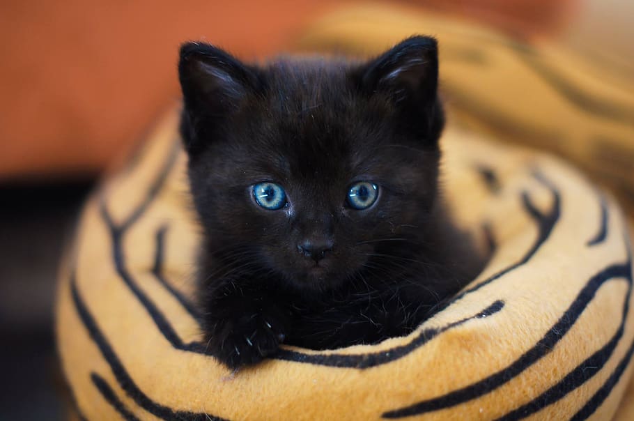cute, mammal, cat, portrait, cat baby, kitten, sweet, black cat, HD wallpaper