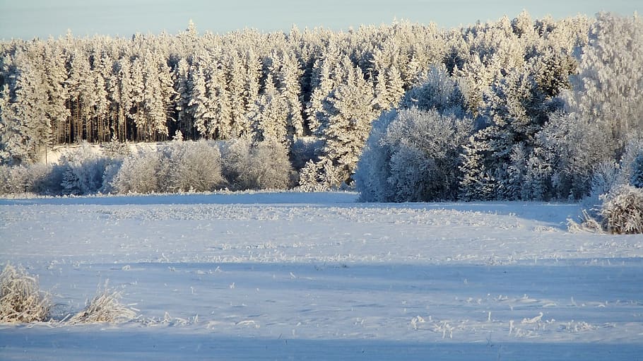 winter, frost, leann, snow, nature, landscape, trees, cold temperature, HD wallpaper