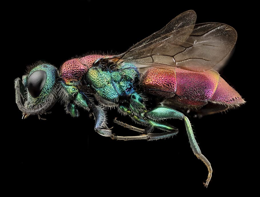 ruby, rubytail, wasp, animal, fly, insect, nature, wild, animal themes HD wallpaper