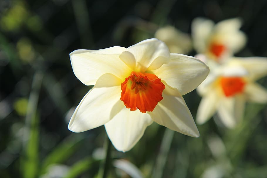 narcissus, flowers, spring, light, flowering, flowering plant HD wallpaper