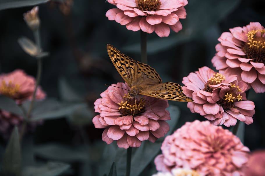 flowers, garden, bloom, butterfly, insects, wings, hd wallpaper, HD wallpaper