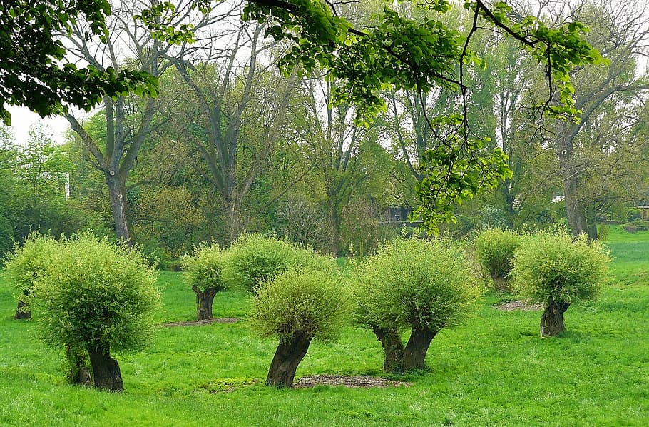 nature, tree, green, plants, growth, green color, beauty in nature HD wallpaper