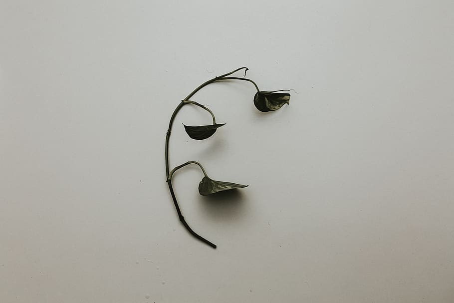 Black Leaf With Branch on White Painted Wall, dried, plant, shadow HD wallpaper