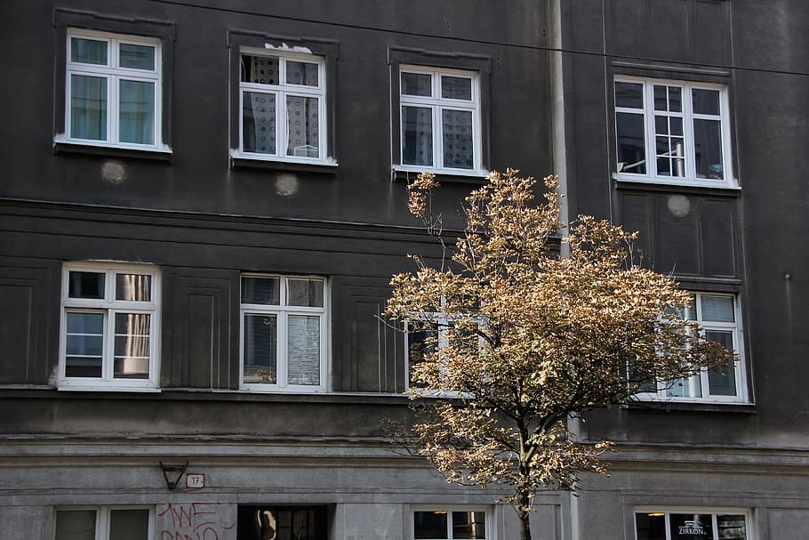 Bratislava, windows, autumn, old, tree, building exterior, plant HD wallpaper