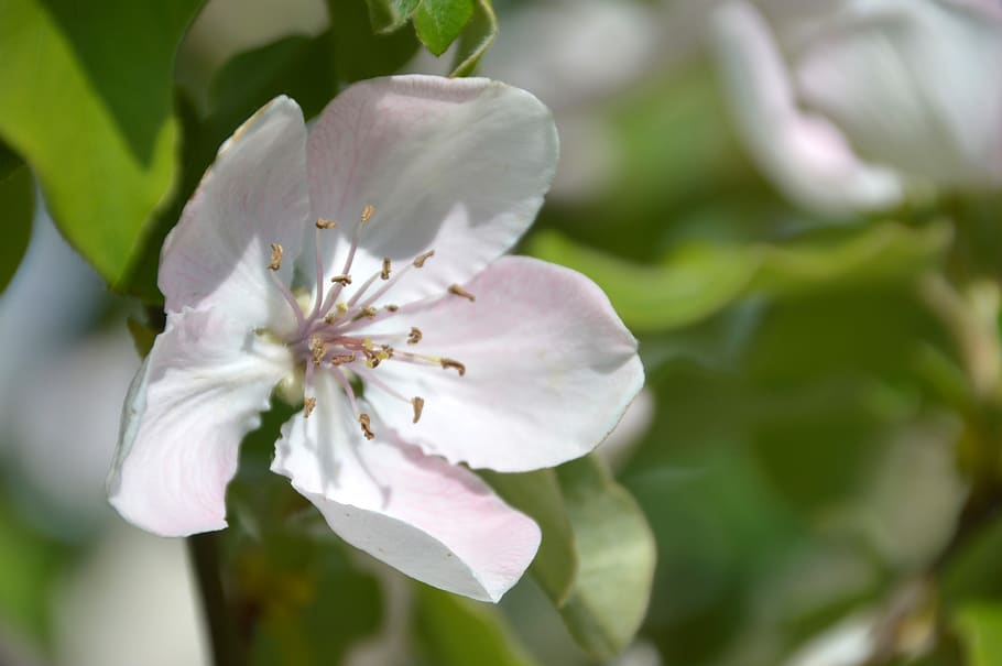 flower, tree, spring, nature, branch, garden, summer, fulfillment HD wallpaper