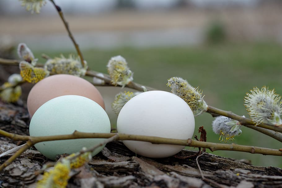 easter, easter eggs, spring, nature, plant, close-up, food HD wallpaper
