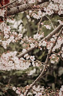 white petaled flowers, plant, blossom, cherry blossom, pollen HD wallpaper
