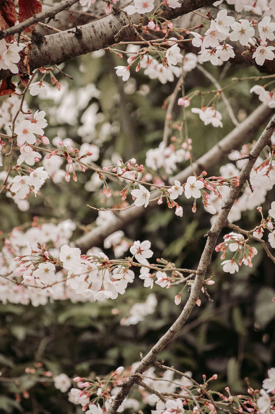white petaled flowers, plant, blossom, cherry blossom, pollen HD wallpaper