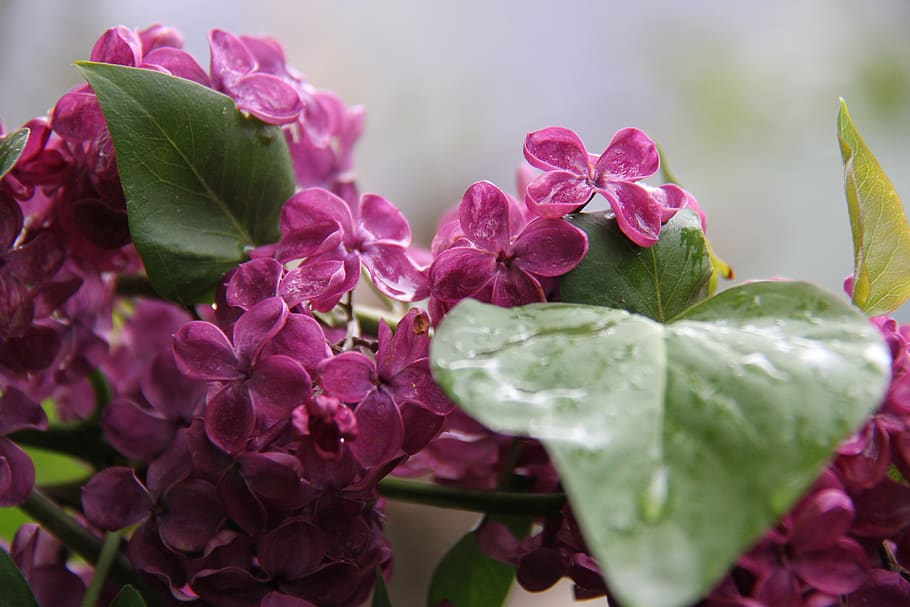 lilac, rain, spring, flower, nature, garden, pink, flowering plant HD wallpaper