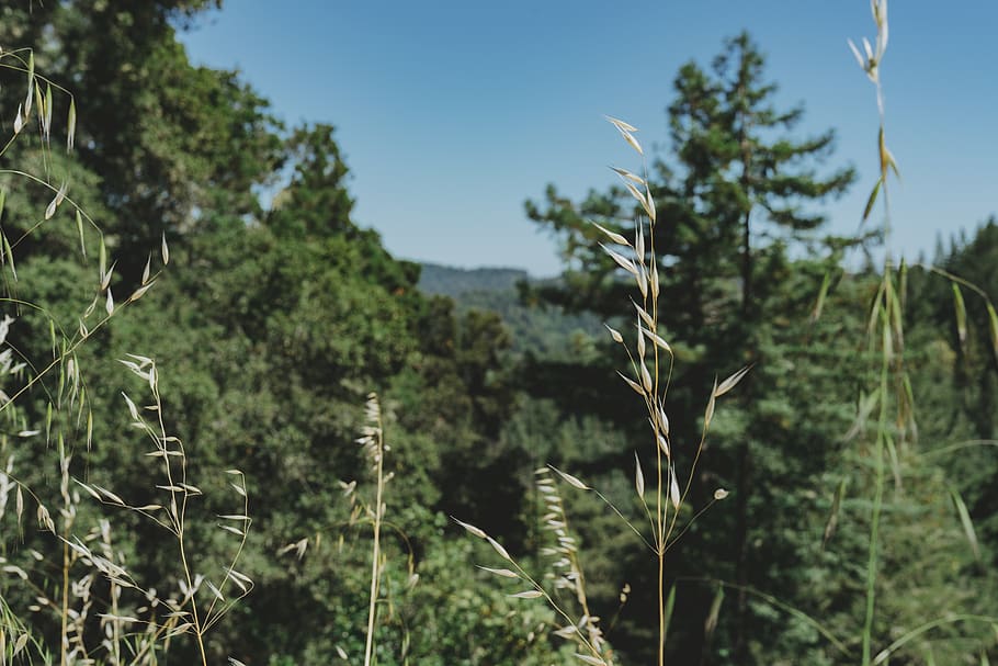 trees, mountains, grass, plant, growth, focus on foreground HD wallpaper