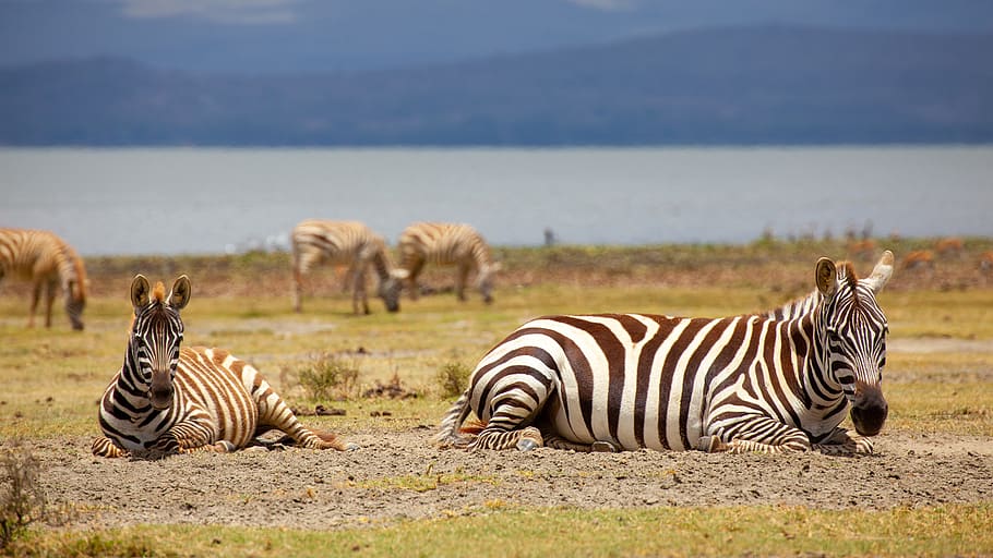 zebras, concerns, water, landscape, kenya, nature, safari, wild animal HD wallpaper