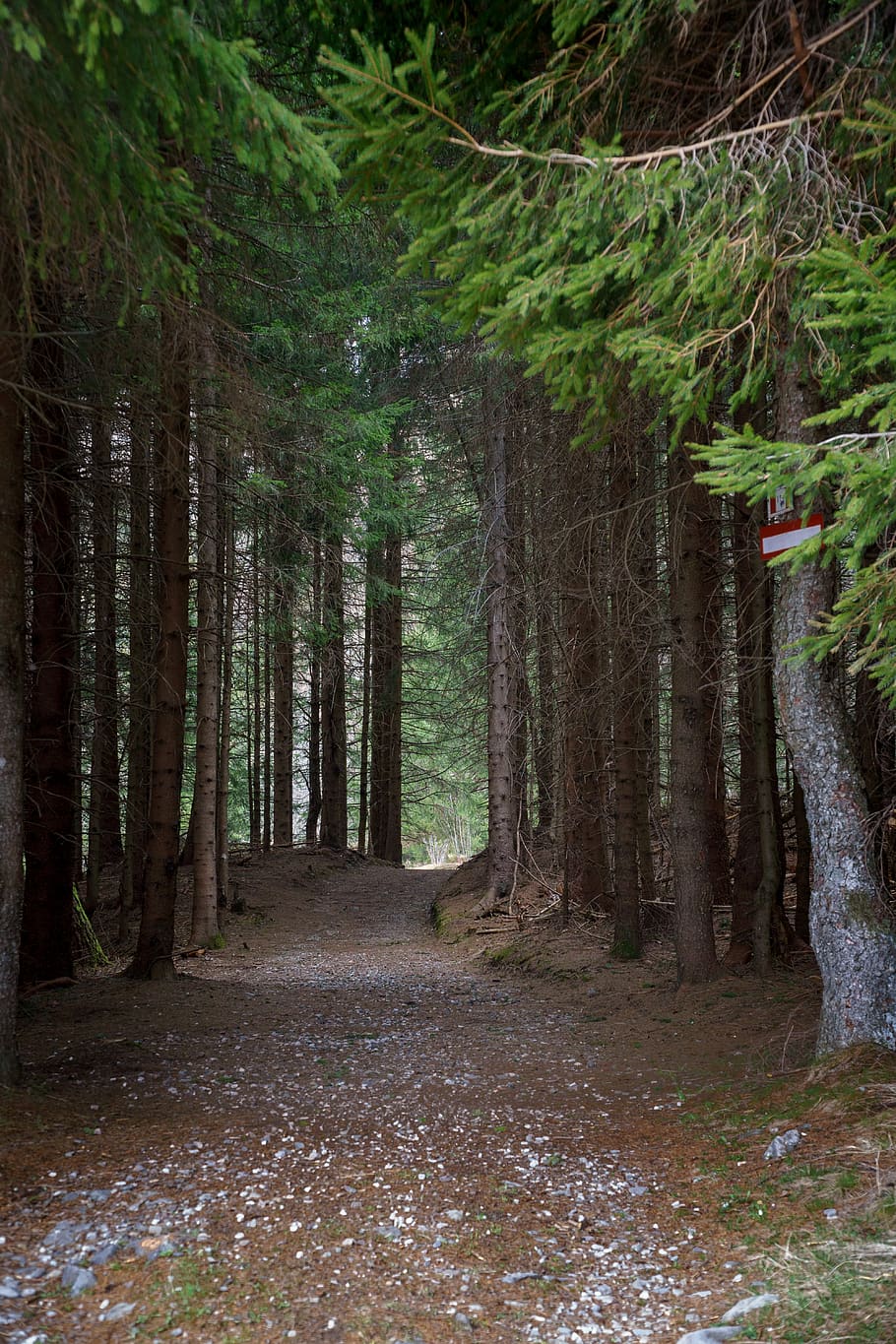 tree, plant, trail, conifer, tree trunk, outdoors, nature, path HD wallpaper