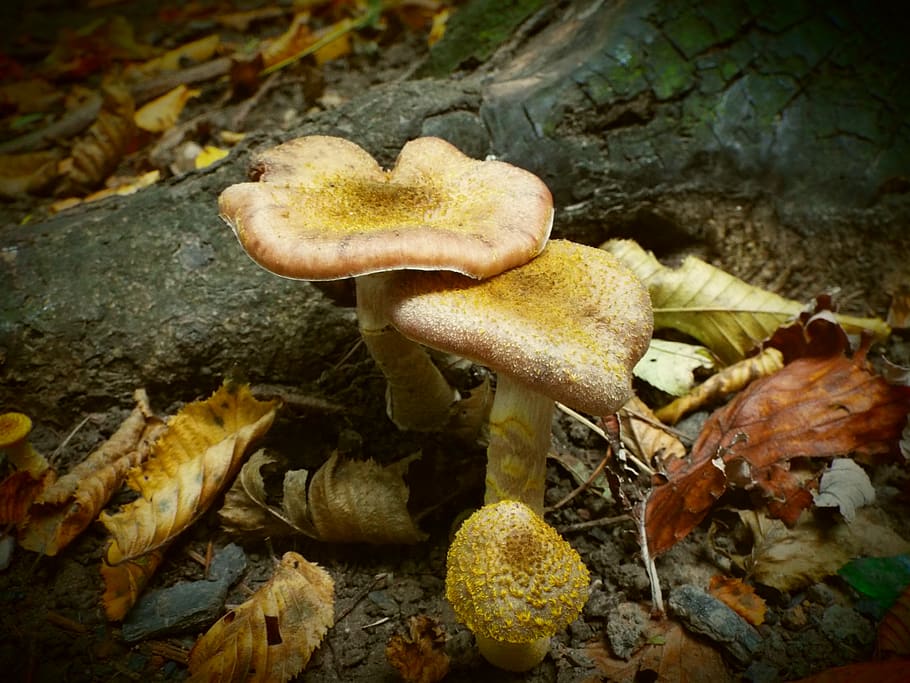 fungi, mushroom, fungus, vegetable, food, toadstool, close-up HD wallpaper