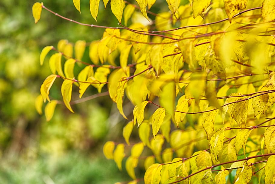 autumn, fall, tree, leaves, nature, yellow, plant, growth, beauty in nature HD wallpaper