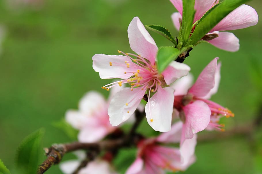 flower, nature, flora, leaf, nectarines, flowering plant, freshness HD wallpaper