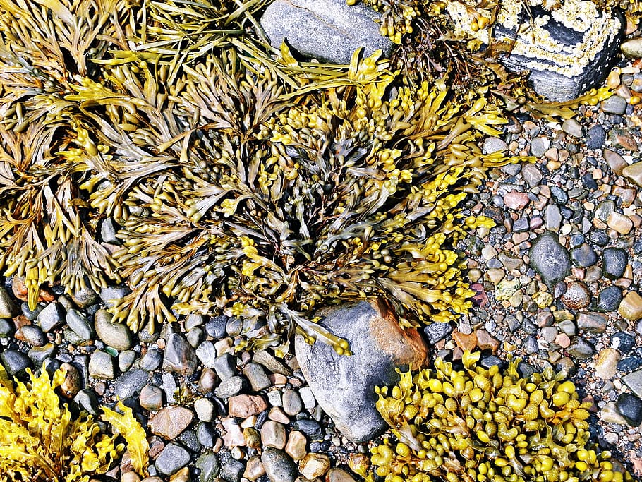 gray pebbles stones, road, seaweed, plant, rubble, gravel, dirt road HD wallpaper