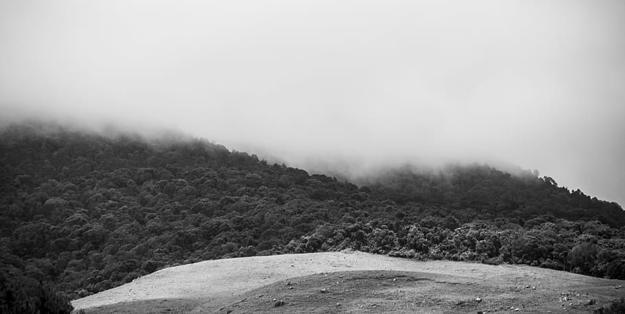 trees, mist, forest, nature, black and white, fog, environment HD wallpaper