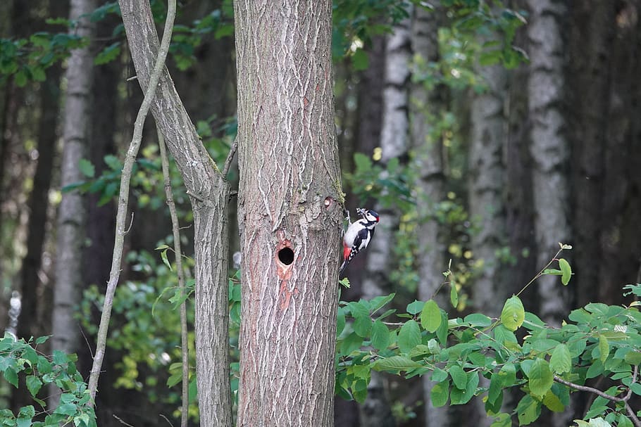 tree, forest, woodpecker, feed, hole, plant, trunk, animals in the wild, HD wallpaper