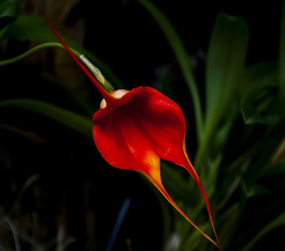 ecuador, cuenca, orchid, nature, flowers, travel, flowering plant HD wallpaper