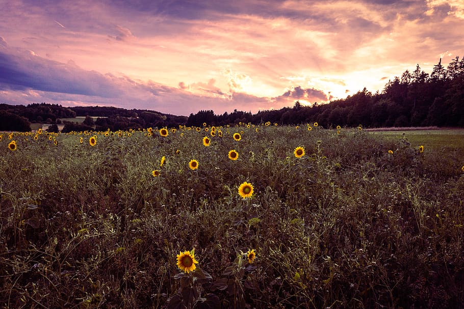 nature, tree, trees, sun, summer, warm, sky, yellow, sunflower HD wallpaper