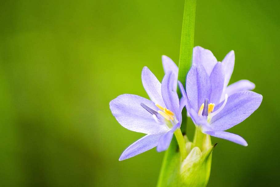 flower, micro, closeup, nature, depth of field, green, violet HD wallpaper
