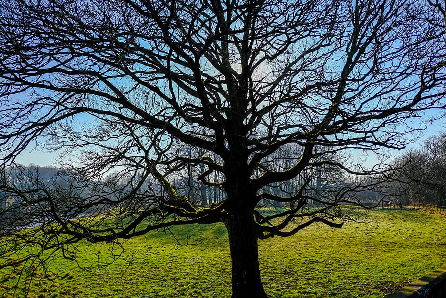 blue, green, tree, branches, field, nature, colorful, meadow HD wallpaper