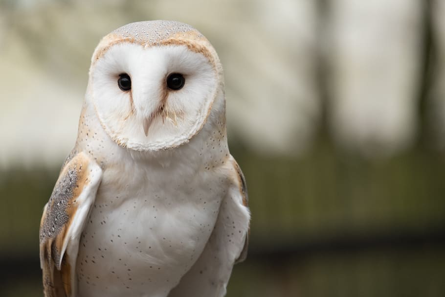 white owl, animal themes, one animal, bird, animal wildlife, vertebrate HD wallpaper