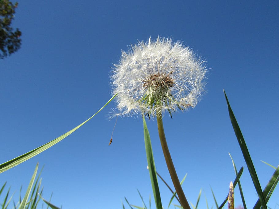 flower, nature, plant, flowering plant, blue, sky, dandelion HD wallpaper