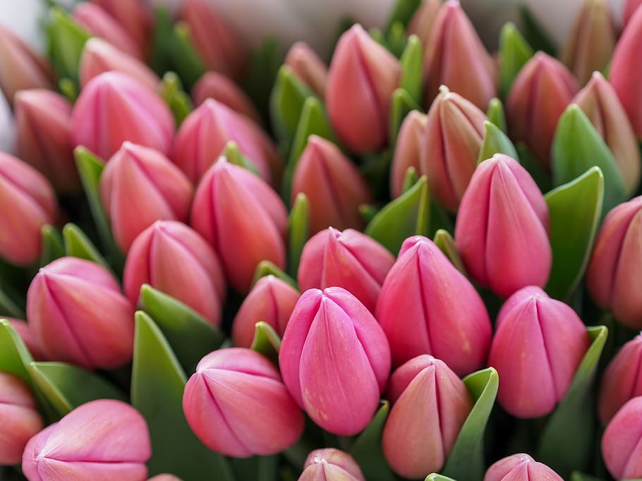 Unopened pink flowers., austria, vienna, plant, beauty in nature HD wallpaper