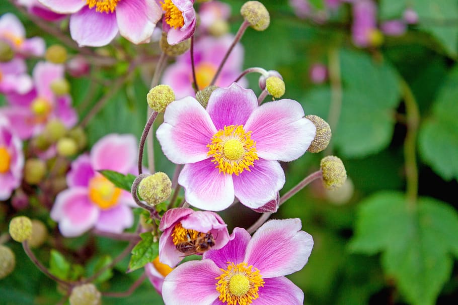 flower, pink, flowers, spring, nature, summer, plant, beauty HD wallpaper