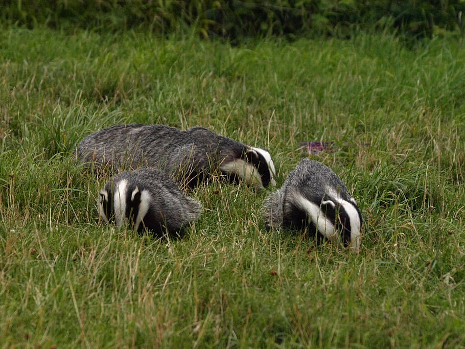 badgers, wildlife, animal, grass, animal themes, group of animals HD wallpaper