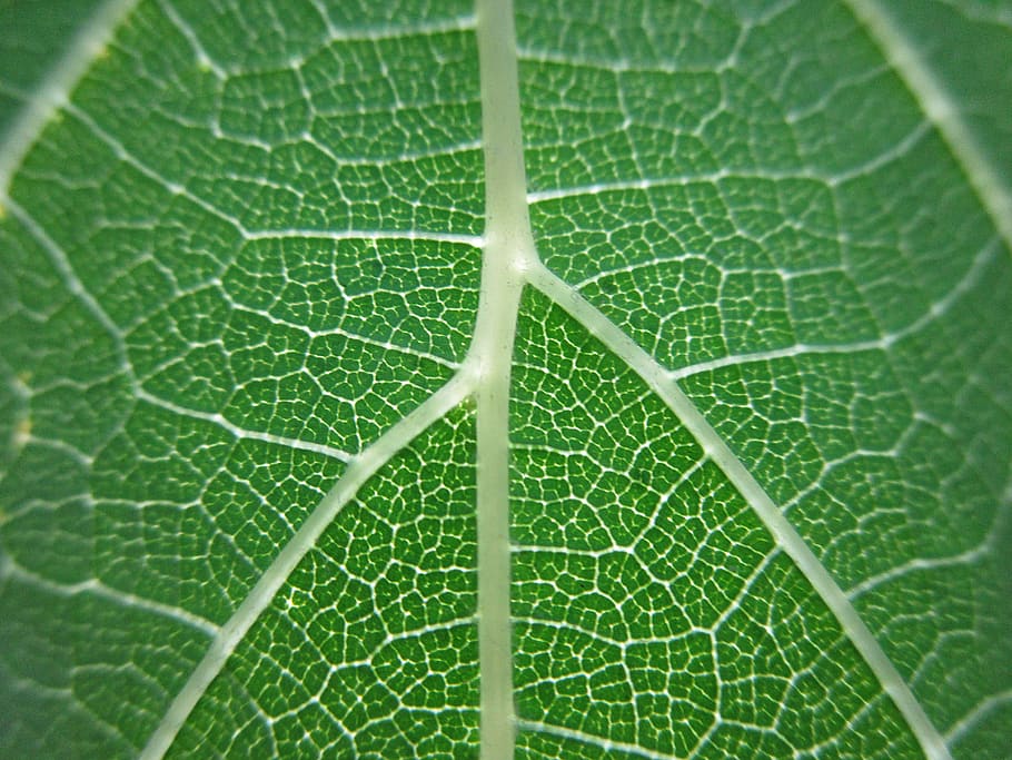 leaf, green, nature, plant part, green color, close-up, beauty in nature HD wallpaper