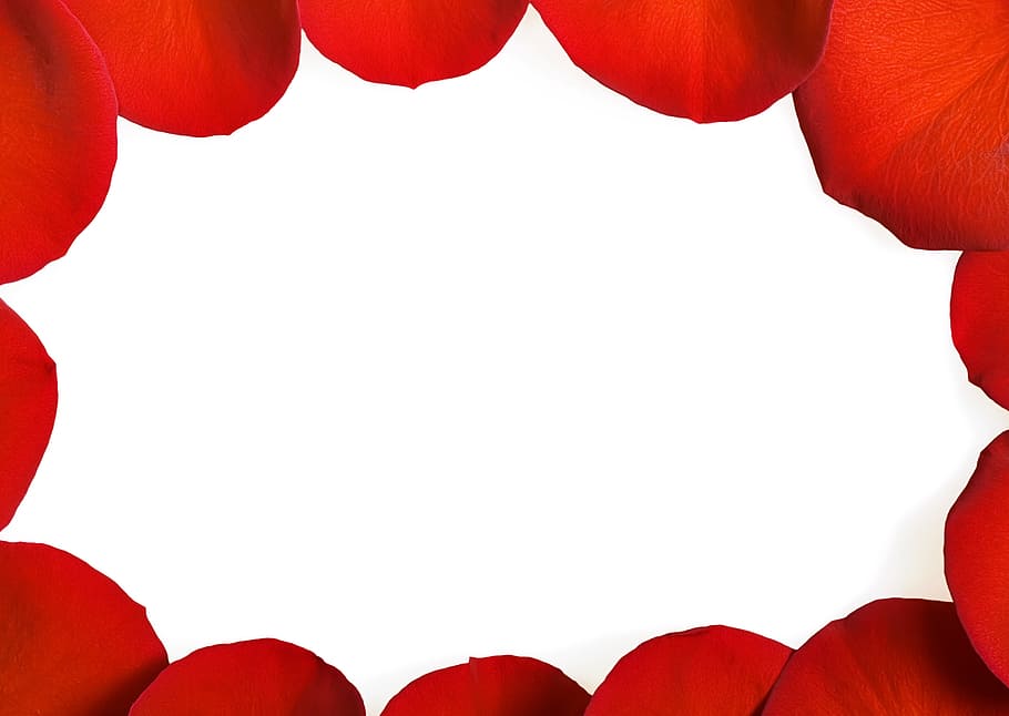 con2011, rose, petals, red, cut out, copy space, backgrounds HD wallpaper