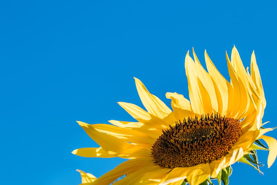 sunflower illustration, yellow, flowering plant, freshness, blue HD wallpaper