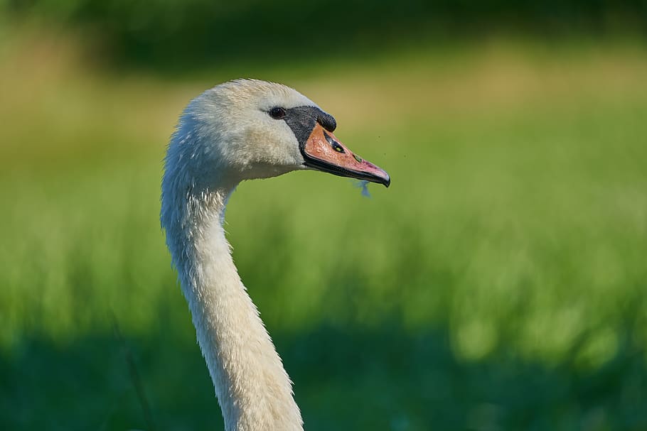swan, pride, head, water bird, schwimmvogel, feather, portrait HD wallpaper