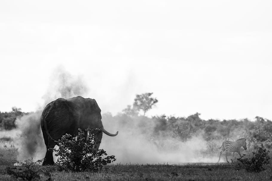 elephant chasing zebra, tree, mist, fog, wilderness, safari, black and white HD wallpaper