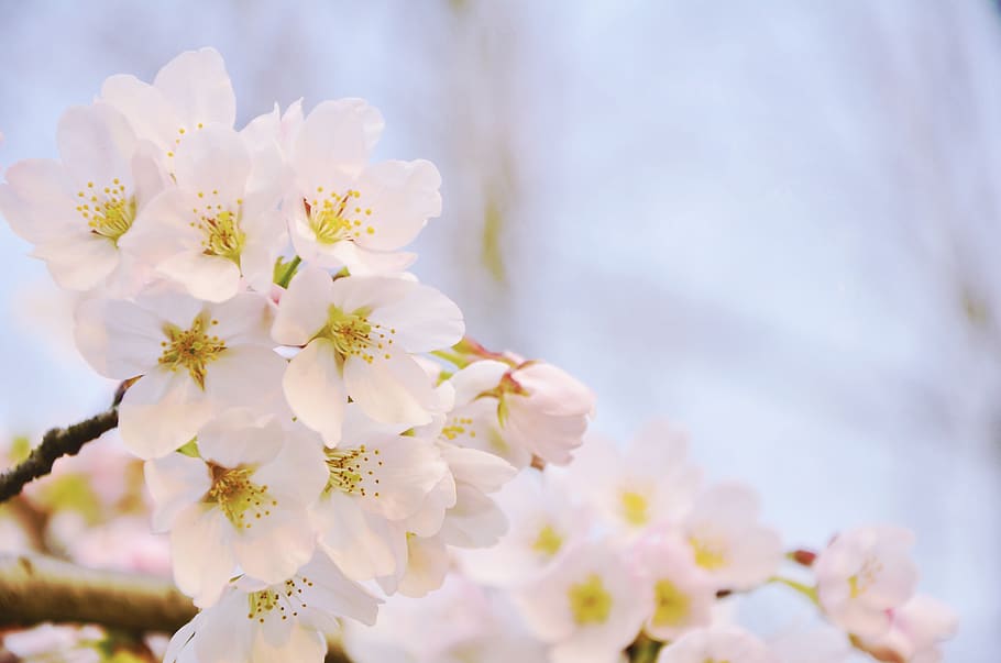 cherry blossom, pink, spring, flower, flowering plant, fragility HD wallpaper