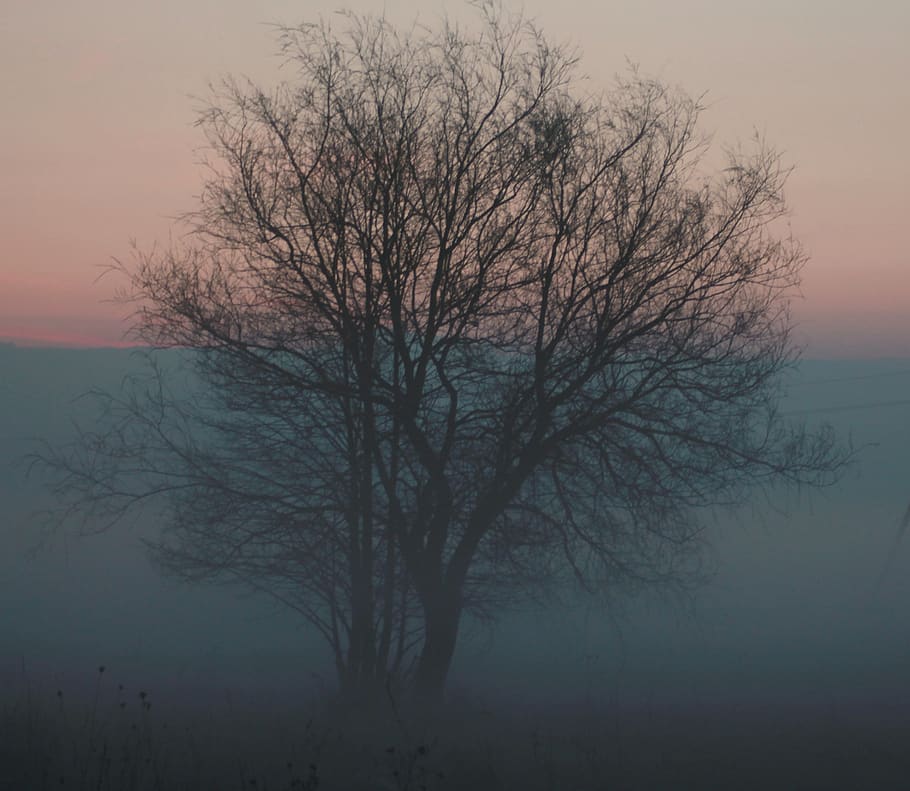 tree, sky, bare tree, scenics - nature, tranquility, tranquil scene HD wallpaper