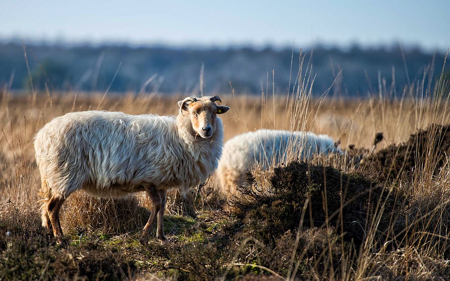two white sheep on grassland, mammal, animal, flock, goat, herd HD wallpaper