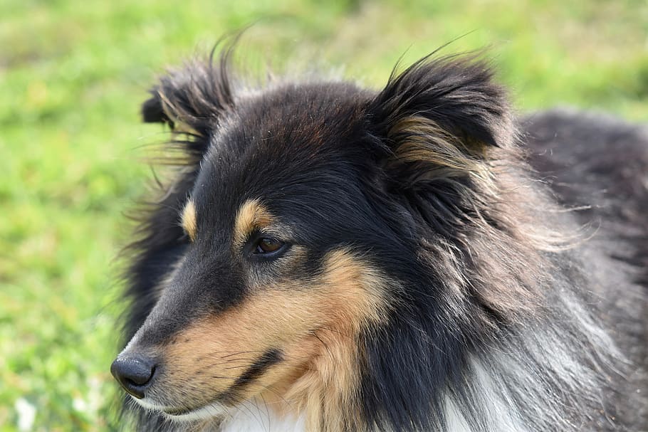 dog-dog-shetland-sheepdog-shetland-sheepdog-tricolour-dog-me-love.jpg