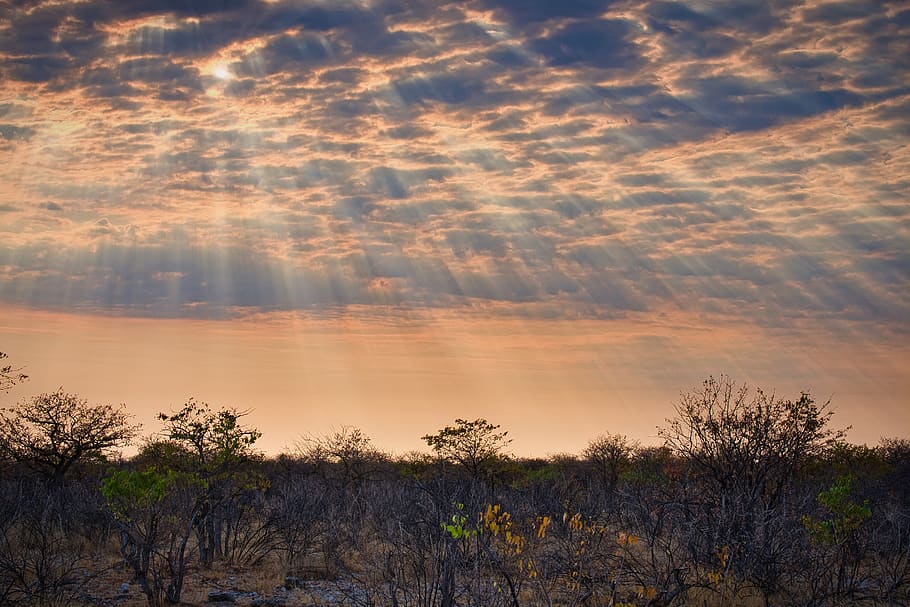 sunset, sky, clouds, mood, dusk, savannah, plant, cloud - sky HD wallpaper